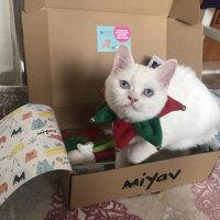 British Shorthair, Kedi  Dişsiz fotoğrafı