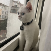 British Shorthair, Kedi  Dişsiz fotoğrafı