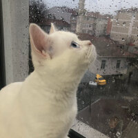 British Shorthair, Kedi  Dişsiz fotoğrafı