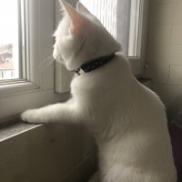 British Shorthair, Kedi  Dişsiz fotoğrafı