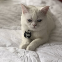 British Shorthair, Kedi  Dişsiz fotoğrafı