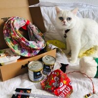 British Shorthair, Kedi  Dişsiz fotoğrafı