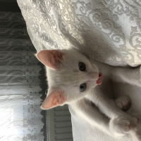 Ankara Kedisi, Kedi  İnci fotoğrafı