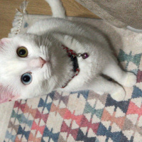 Ankara Kedisi, Kedi  İnci fotoğrafı