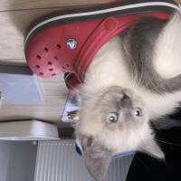 British Shorthair, Kedi  Puffy fotoğrafı