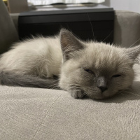 British Shorthair, Kedi  Puffy fotoğrafı