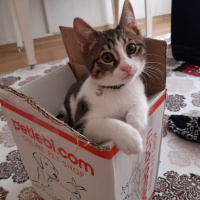 Tekir Kedi, Kedi  Çiko fotoğrafı