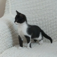 Tuxedo (Smokin) Kedi, Kedi  Boncuk fotoğrafı
