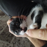 Tuxedo (Smokin) Kedi, Kedi  Boncuk fotoğrafı