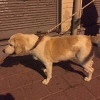 Golden Retriever, Köpek  Mayıs fotoğrafı