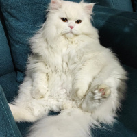 Chinchilla, Kedi  Sütlaç fotoğrafı