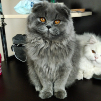 Scottish Fold, Kedi  Mia fotoğrafı