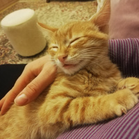 Sarman, Kedi  Ponçik fotoğrafı