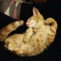 Sarman, Kedi  Ponçik fotoğrafı