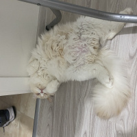 İran Kedisi (Persian), Kedi  Bulut fotoğrafı
