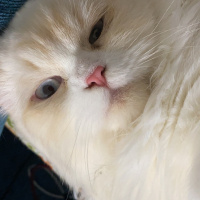İran Kedisi (Persian), Kedi  Bulut fotoğrafı