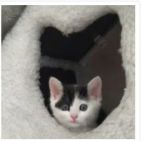 Tekir Kedi, Kedi  Hayvanlar Hepimizin! fotoğrafı