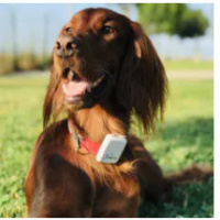 Tekir Kedi, Kedi  Hayvanlar Hepimizin! fotoğrafı