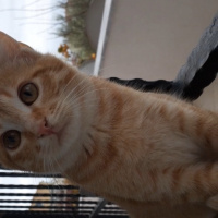 Sarman, Kedi  afacanlarım fotoğrafı