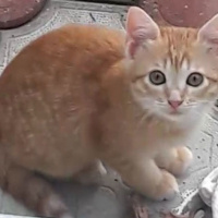 Sarman, Kedi  afacanlarım fotoğrafı