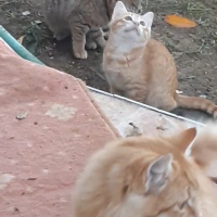 Sarman, Kedi  afacanlarım fotoğrafı