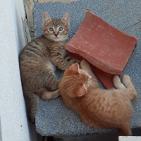 Sarman, Kedi  afacanlarım fotoğrafı