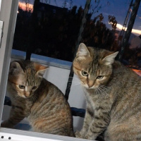 Sarman, Kedi  afacanlarım fotoğrafı