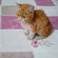 Sarman, Kedi  Reyna fotoğrafı