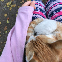 Sarman, Kedi  İsimsiz fotoğrafı