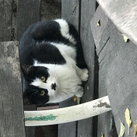 Sarman, Kedi  İsimsiz fotoğrafı