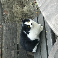 Sarman, Kedi  İsimsiz fotoğrafı