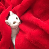 Ankara Kedisi, Kedi  Pamuk fotoğrafı