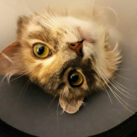 Somali, Kedi  Poly fotoğrafı