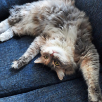 Somali, Kedi  Poly fotoğrafı