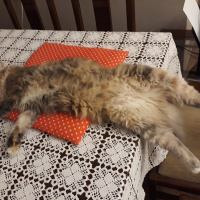 Somali, Kedi  Poly fotoğrafı