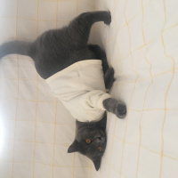 British Shorthair, Kedi  Kiraz fotoğrafı