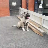 Kangal, Köpek  zeynaa ve bozo fotoğrafı