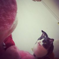 Tekir Kedi, Kedi  Afitap fotoğrafı