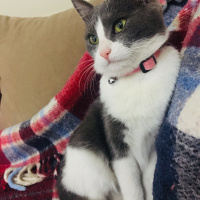 Tekir Kedi, Kedi  Afitap fotoğrafı