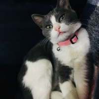 Tekir Kedi, Kedi  Afitap fotoğrafı