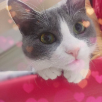 Tekir Kedi, Kedi  Afitap fotoğrafı