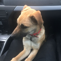 Sokö (Sokak Köpeği), Köpek  ŞuQfe fotoğrafı