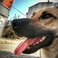 Sokö (Sokak Köpeği), Köpek  ŞuQfe fotoğrafı