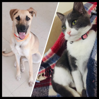 Sokö (Sokak Köpeği), Köpek  ŞuQfe fotoğrafı