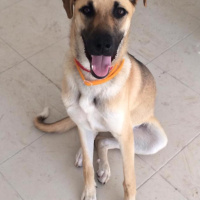 Sokö (Sokak Köpeği), Köpek  ŞuQfe fotoğrafı