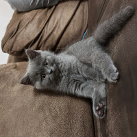 British Shorthair, Kedi  Duman fotoğrafı