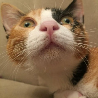 Tekir Kedi, Kedi  Mac fotoğrafı