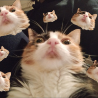 Tekir Kedi, Kedi  Mac fotoğrafı