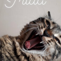 Tekir Kedi, Kedi  Frida fotoğrafı