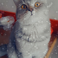 British Shorthair, Kedi  LEO fotoğrafı